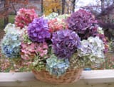 hydrangeas1+r