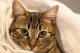 animal-cute-pet-young-fluffy-kitten-1049556-pxhere.com