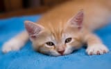 Kittens Wallpapers Desktop Nexus Desktop Backgrounds