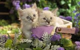 chatons-dans-un-panier,-fleurs-192922