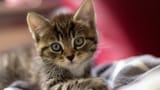 496261-baby-kitten-wallpaper-1920x1080-for-mobile