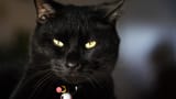 Cat (2)