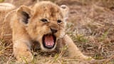 Lion cub
