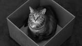 Schrödinger&#039;s Cat (alive)