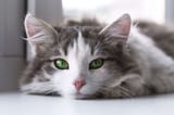 La-Ricetta-della-Vita-il-salmone-fa-bene-al-gatto
