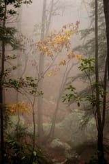 Mist at Cloudland Canyon State Park