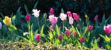 Tulips at Atlanta Botanical Garden