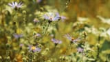 Piedmont prairie