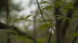 Silverbells in Lullwater Preserve