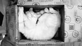 Schrödinger&#039;s Cat (dead)