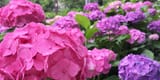shokaiji_170704