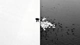 Bird - Swans 02