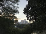 Piedmont Park trees