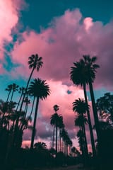 palm-tree-sunset-iphone-wallpapers-42465-19228-1059537