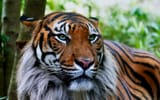 Tiger_01_v2