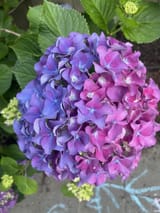 sgpg9hqymi971