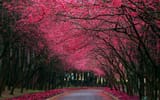 SpringPath