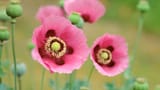 PinkPoppies