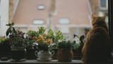 Pots de fleur et chat