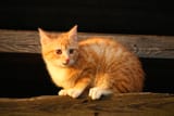 kitten-cat-mammal-fauna-whiskers-vertebrate-662718-pxhere.com
