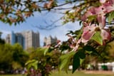 Dogwood Festival