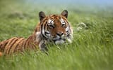 Tigers1