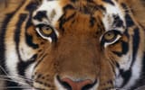 Tigers2