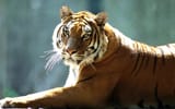 Tigers3