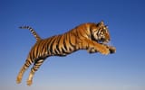 Tigers4