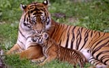 Tigers5