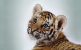 Tigers6