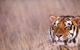 TigerWatching