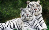 White Bengal Tigers