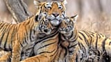 Tiger &amp; cubs