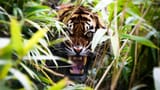 Tiger (2)