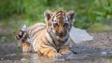 Tiger cub (1)