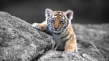 Tiger cub (2)