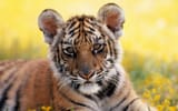 _Tiger Cub