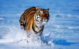 Bengal Tiger