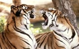 Bengal Tigers