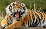 Sumatran Tiger