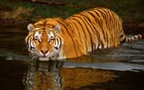 Swimming Tiger