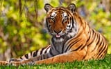 Tiger Tongue