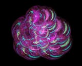 Apophysis-070102-38