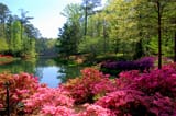Callaway Gardens