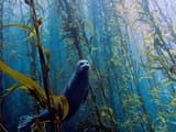 stranger-in-an-underwater-jungle-2304x1728-v0-d8vq85p1dccb1