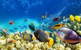 angelfish