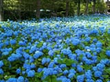 Blue Hydrangeas
