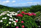 fn_hydrangea-kanayama-park-resize_2023_WEB-001