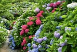 fn_hydrangea-kanayama-park-resize_2023_WEB-002